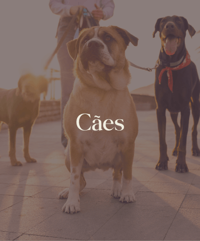 Cães