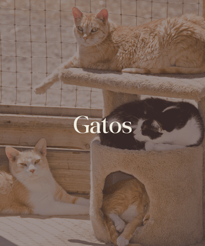Gatos