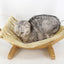 Mini Rede para Gatos - Kitten Paradise - Default Title - Tudo Shop